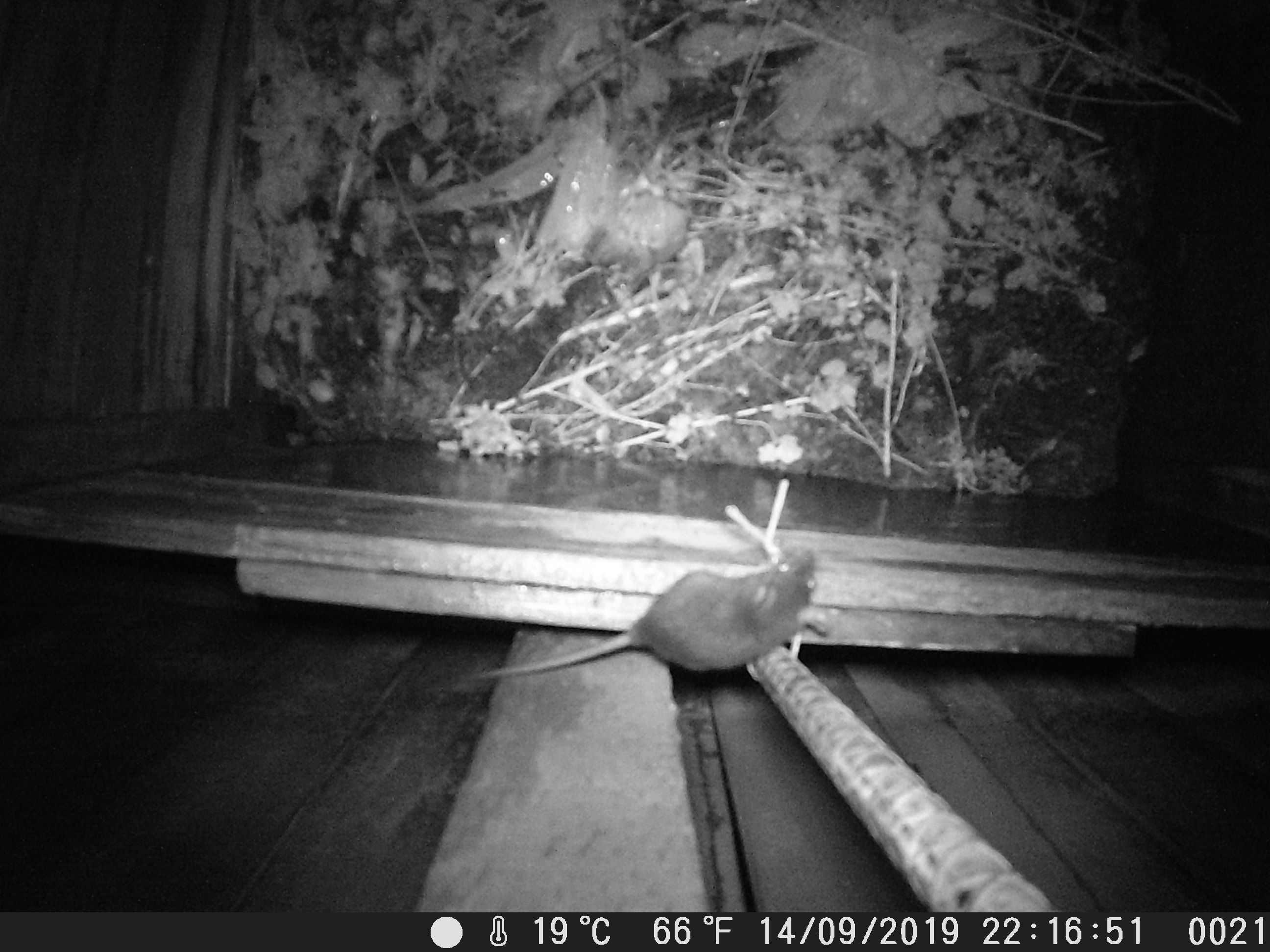 Rat trail cam picture