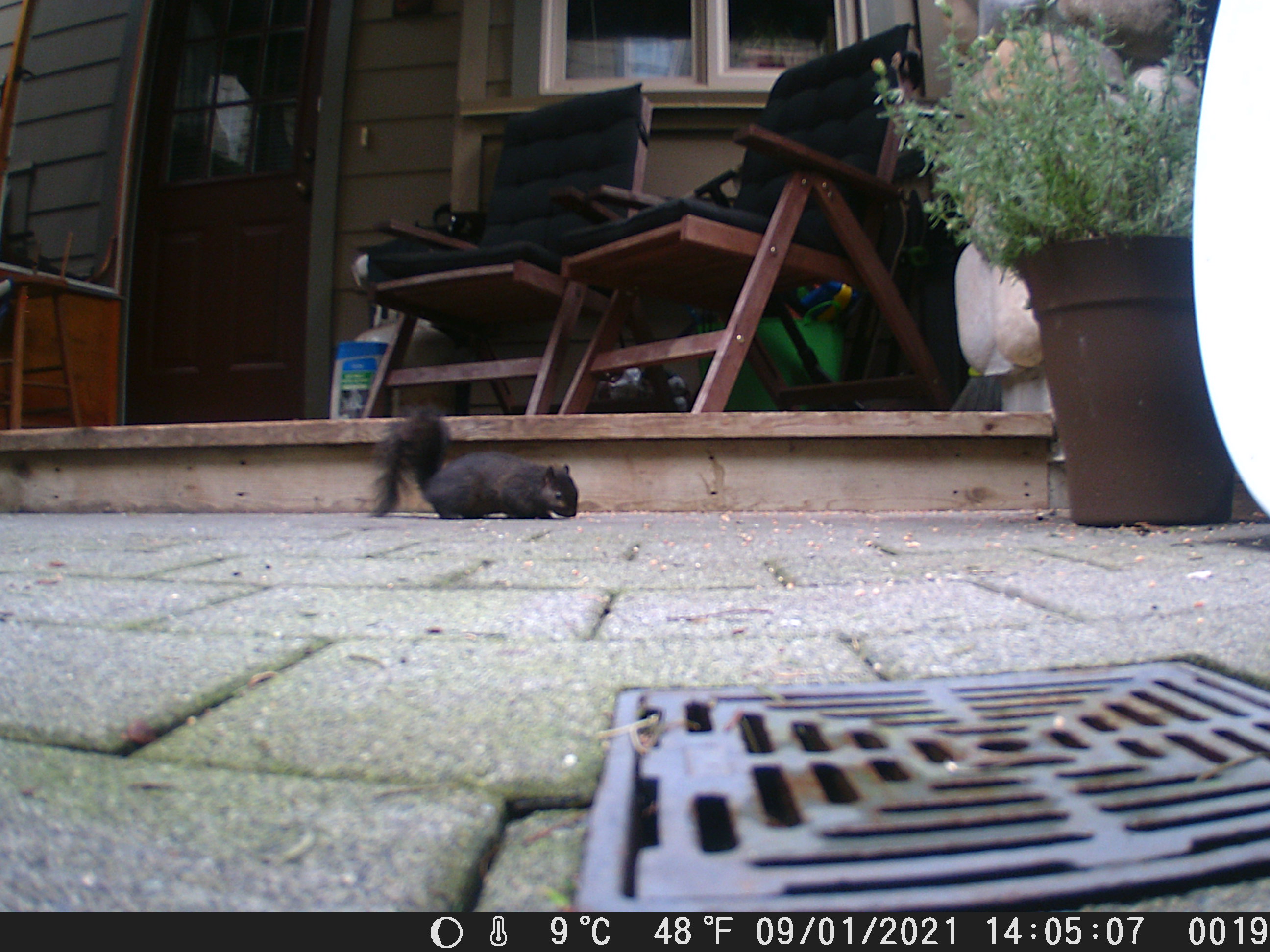 Black squirrel