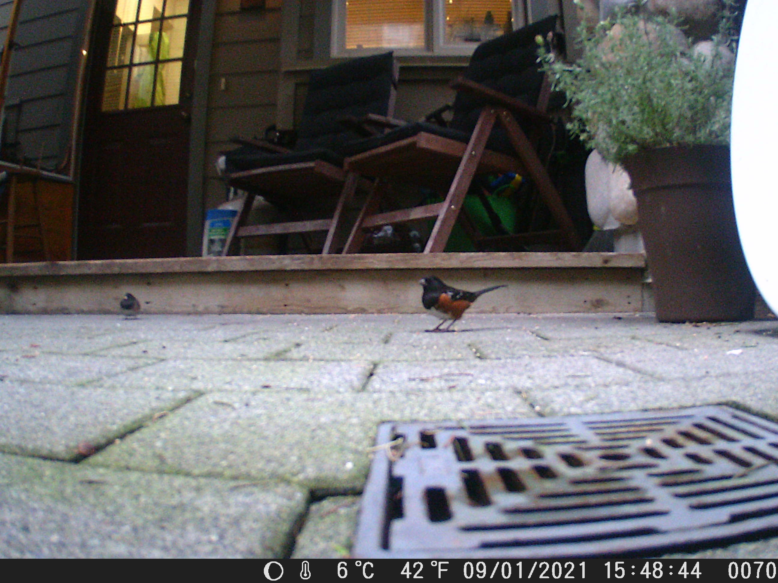 Junco and spotted towhee